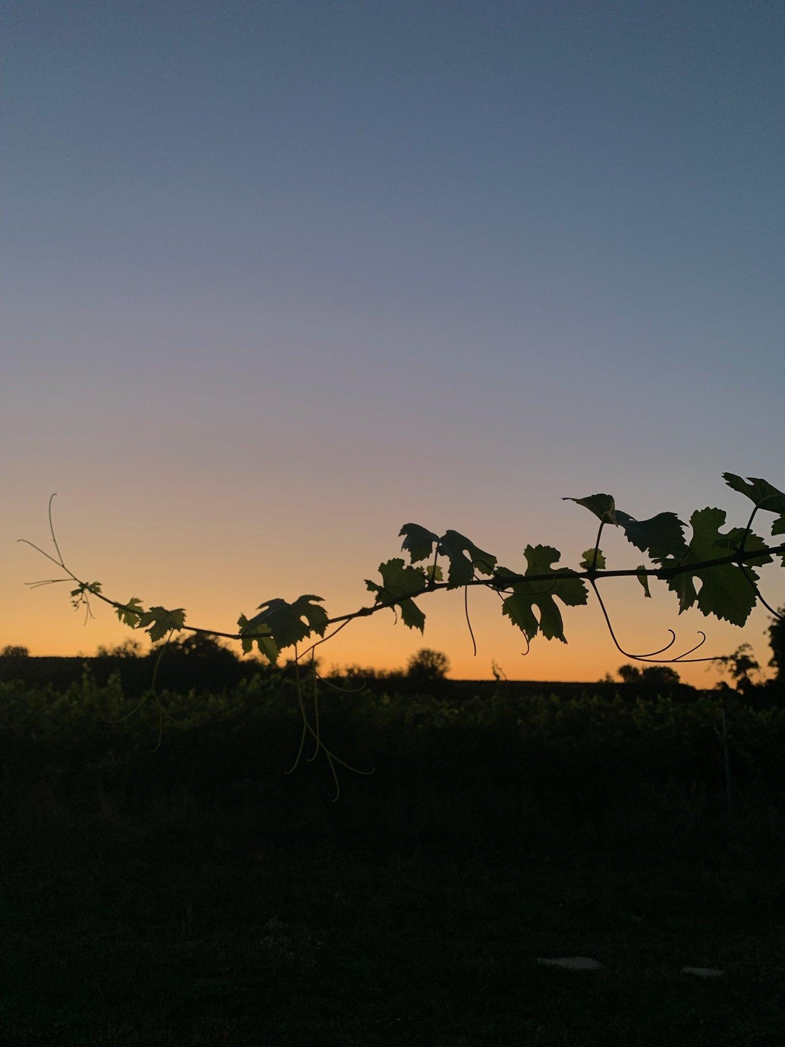 Abendstimmung am Tuniberg