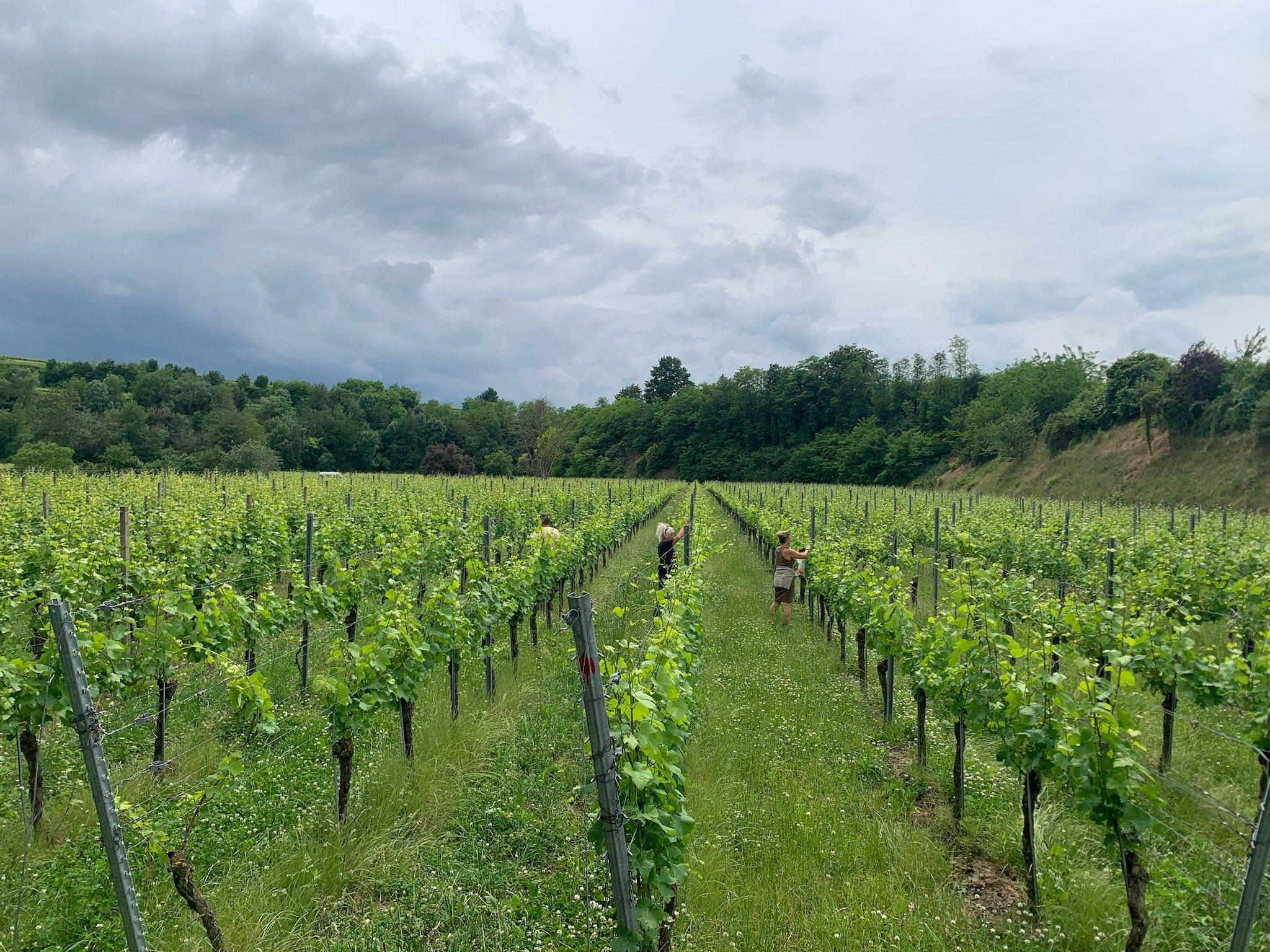 Weinberge des Weinguts Baumann am Tuniberg