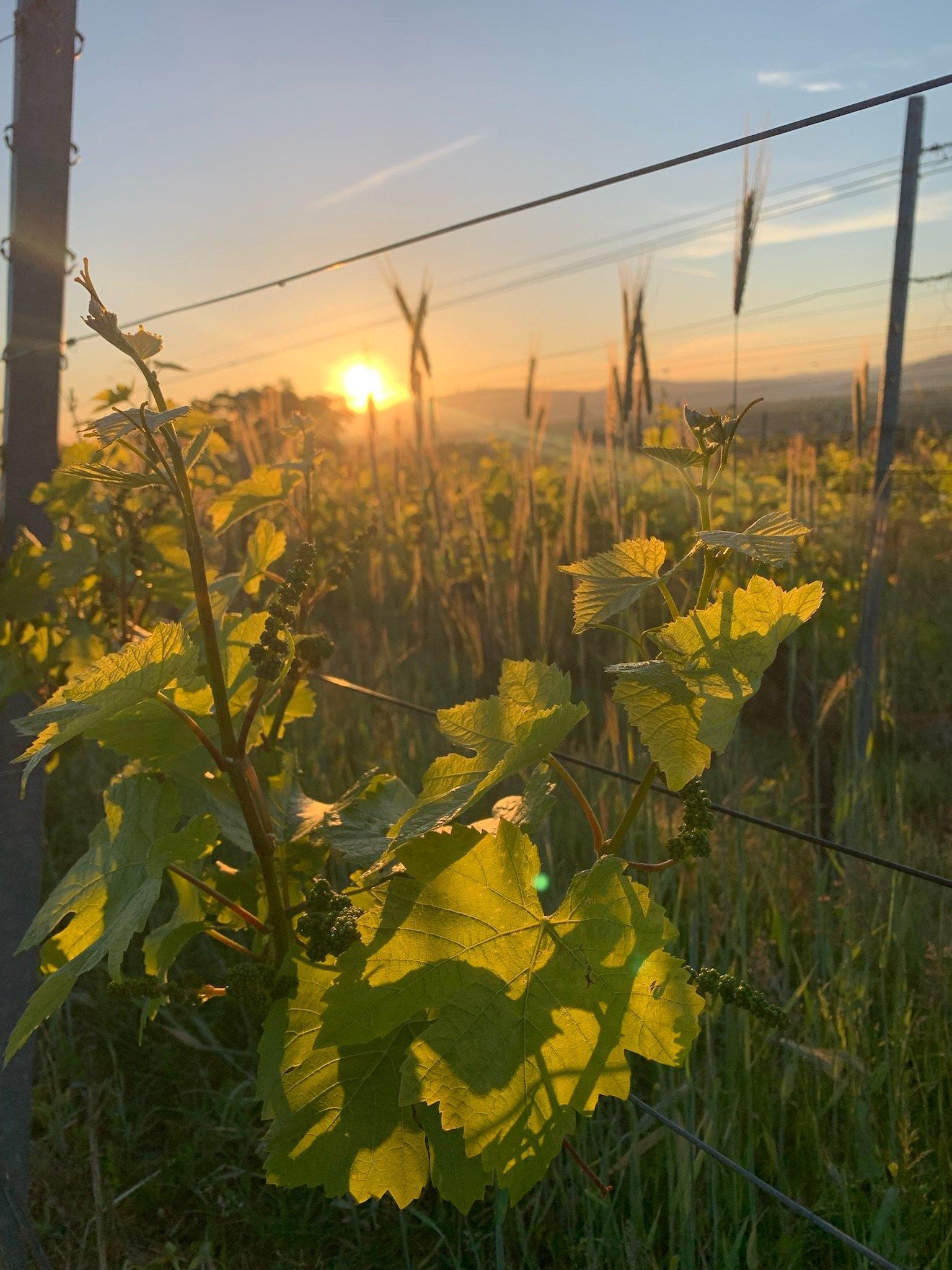 Weinberge am Tuniberg